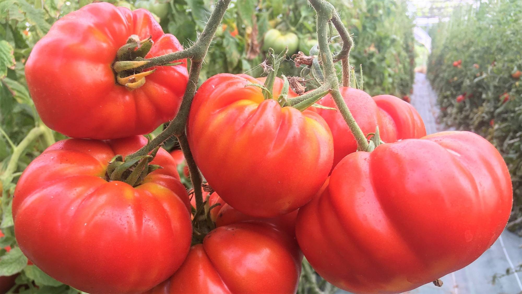 Vente directe de lgumes