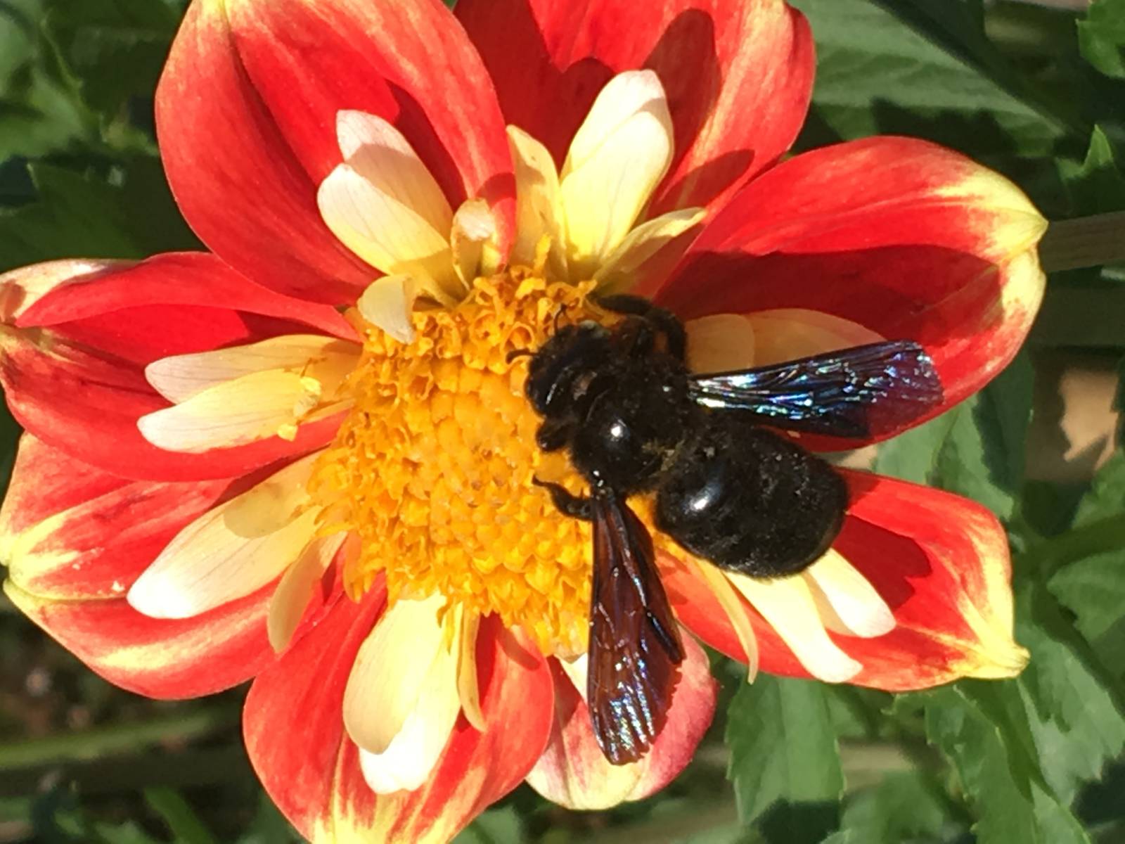 pollinisation : insecte sur une fleur 