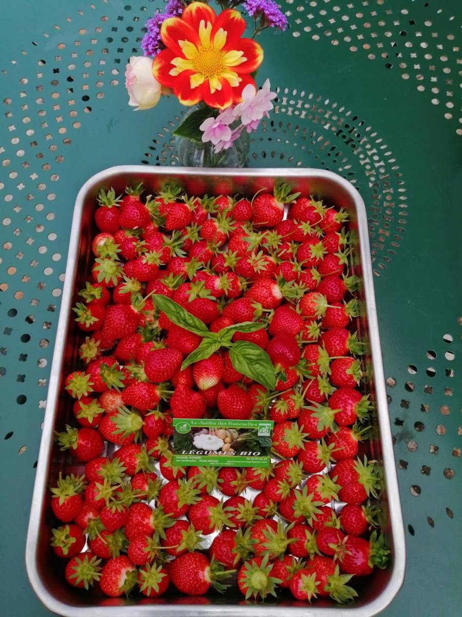 plateau de fraises d'été