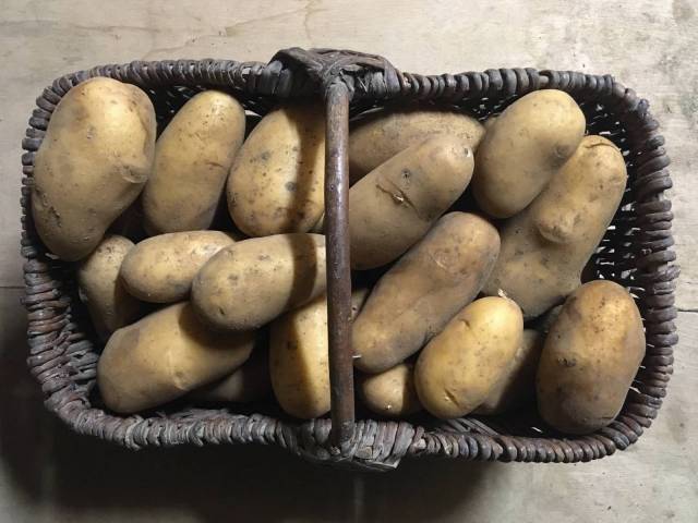 1 kg de pommes de terre Ditta  à chair ferme
