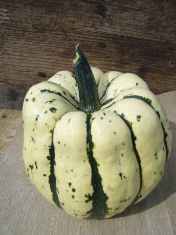 1,5 kg de Patidous
