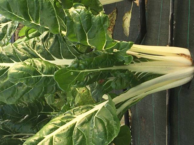 500 g de feuilles de cardes 