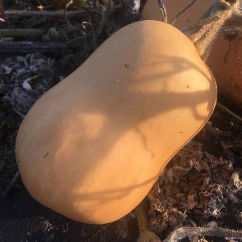  1 butternut environ 800 g