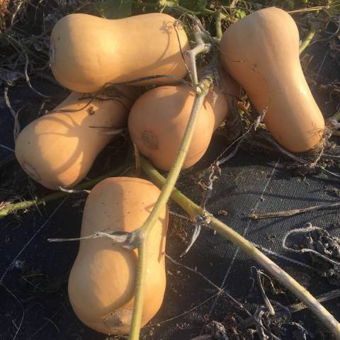  grosse butternut plus de 1,5 kg