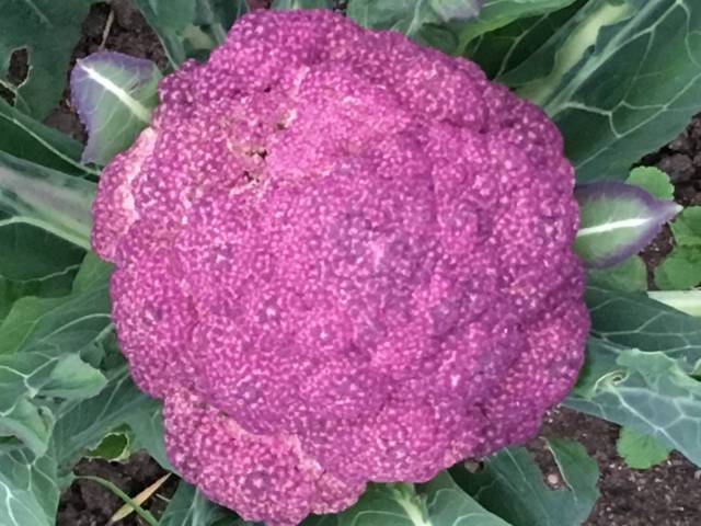 1 chou fleur violet