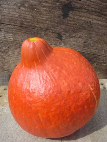 potimarron  
