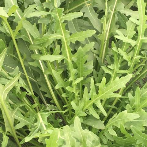 1 bouquet de roquette de 80 g  100 g