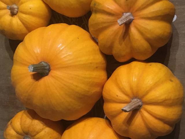 5 mini-courges Jack be little