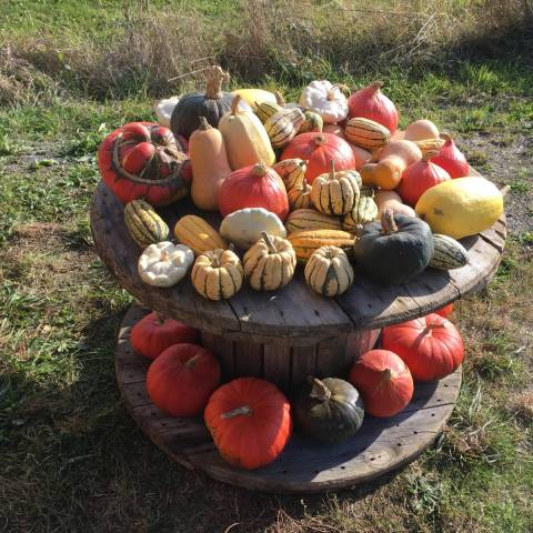  5 kg de butternut diverses