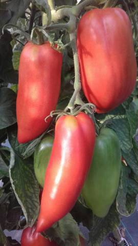 1 kg de tomates Andine cornue des Fontenelles