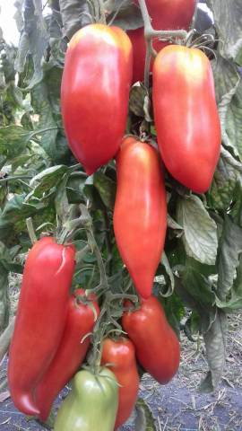 3 kg de tomates Andine cornue des Fontenelles