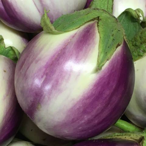 1 aubergine Rosa Bianca