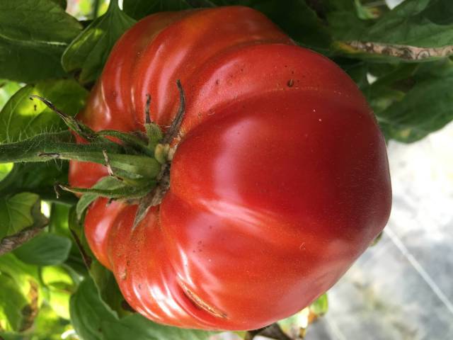 1 kg de tomates Super Marmande rouge