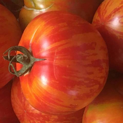 1 kg de tomates diverses varits anciennes
