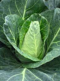 1 gros chou pointu vert (au moins 1 kg)