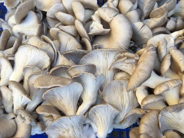 500g de pleurotes 