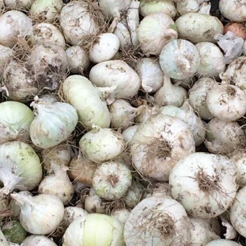 300 g d'oignons blancs 