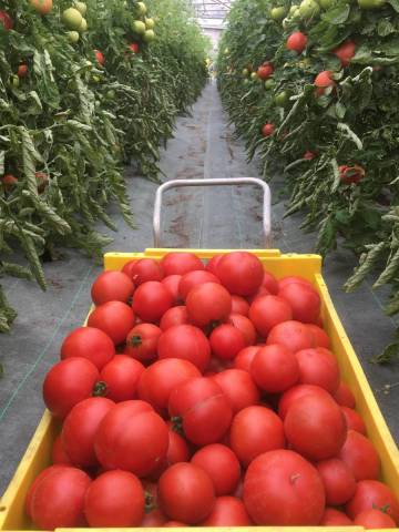 5 kg de tomates diverses variétés rondes