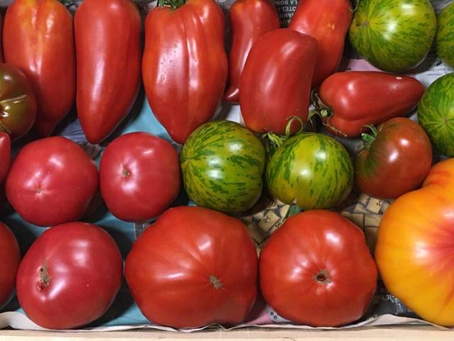 1 kg de tomates diverses varits 