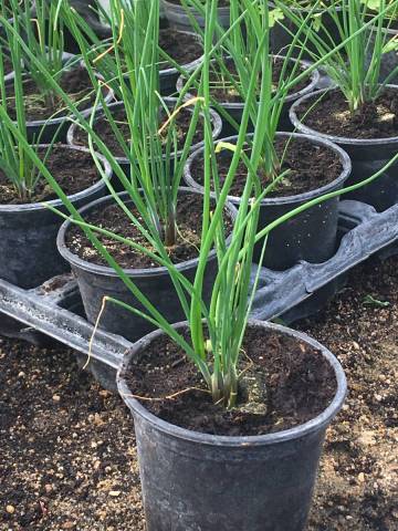1 plant de ciboulette en pot D10