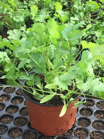 1 plant de coriandre en pot D10