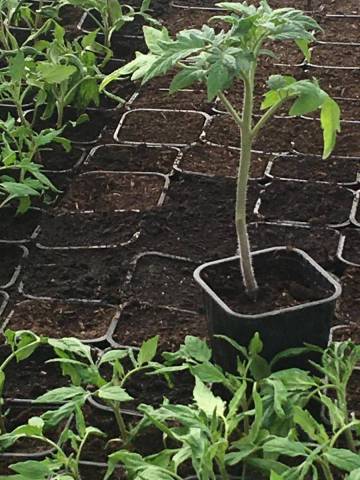  1 plant de tomate Ronde et Douce des Fontenelles