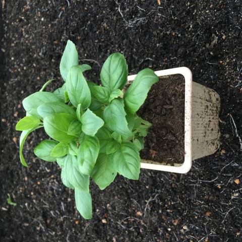 1 plant de basilic 