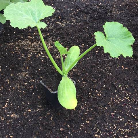 1 plant de courgette en godet D8