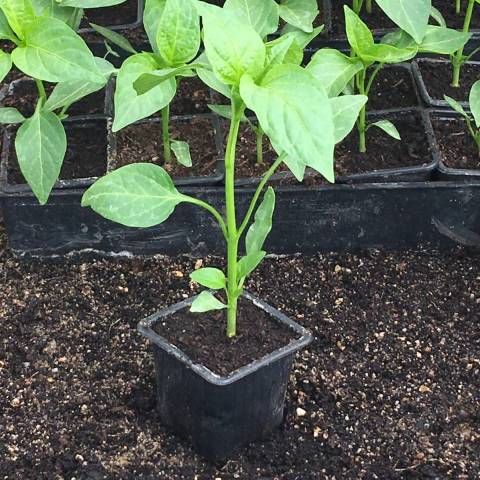 1 plant de poivron rouge Pantos  en godet D6 bio