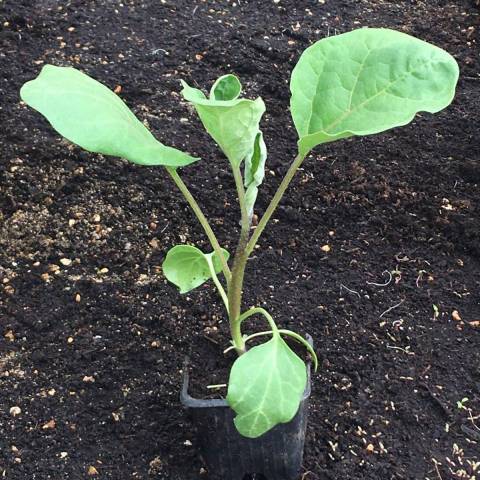 1 plant d'aubergine de Barbantane en godet D6 bio