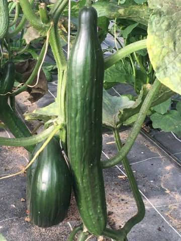 1 plant de concombre greff� en motte 10 cm bio