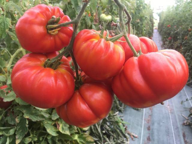 10 plants de tomates Super Marmande bio