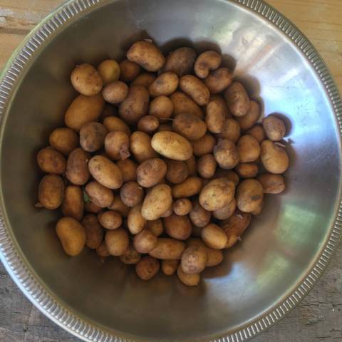  1 kg pommes de terre primeur ANOE