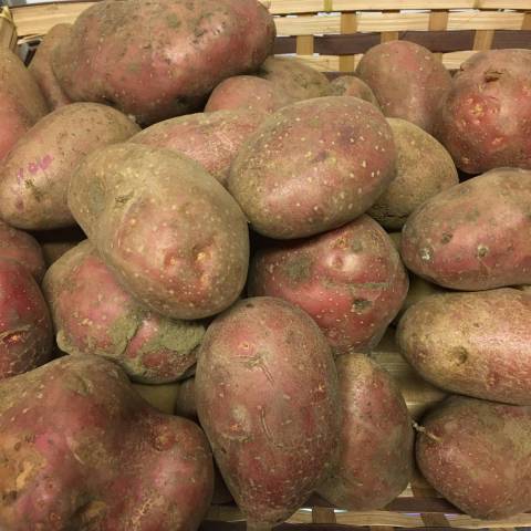  5 kg de PDT polyvalente de consommation 