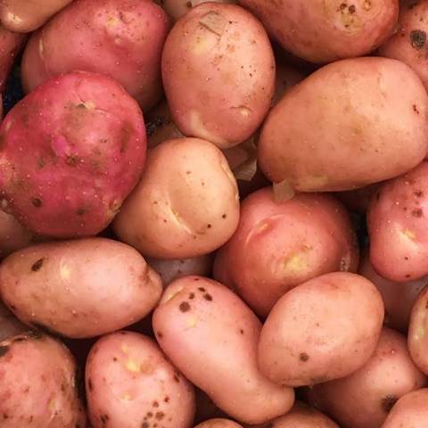 3 kg de pommes de terre nouvelles d't
