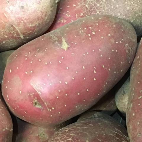 1 kg de pommes de terre polyvalente  