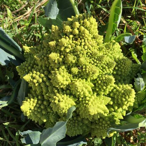 1 chou Romanesco  environ 500 g