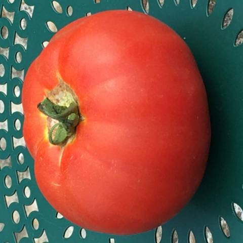 1 kg de tomates diverses variétés rondes