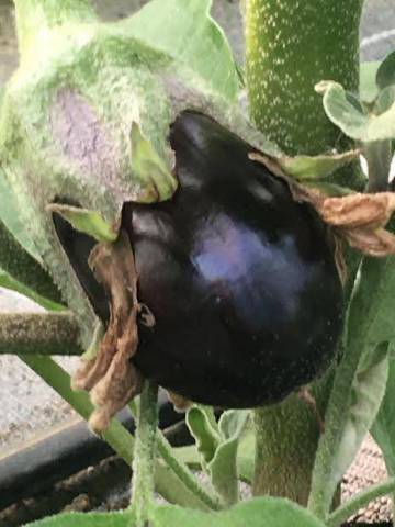 1 kg d'aubergines