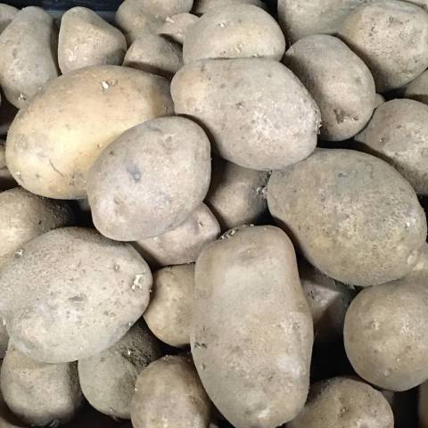 5 kg de pommes de terre tendres et polyvalentes OSTARA tendre et polyvalente