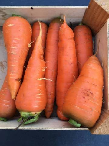 1 kg de carottes d'hiver 