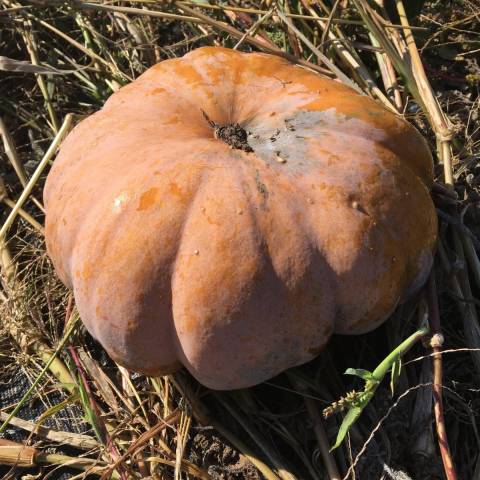 1 musque de Provence d'au moins 5 kg
