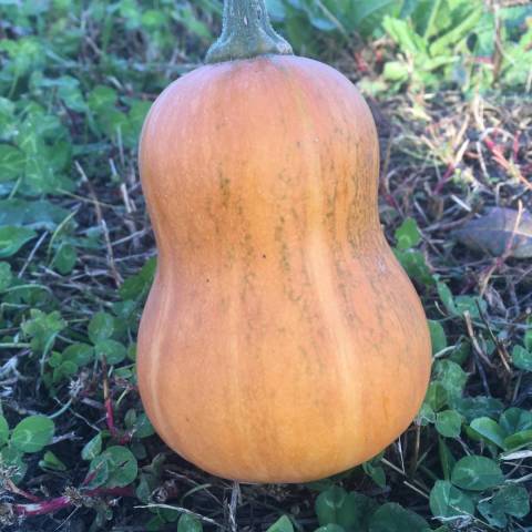  1 mini butternut