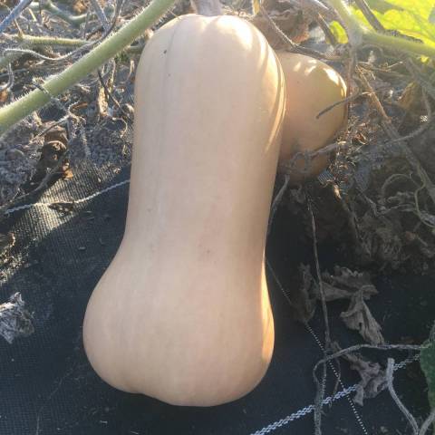  1 butternut d'environ 1 kg