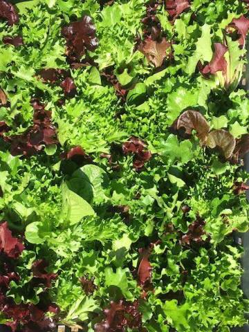 200 g de mesclun