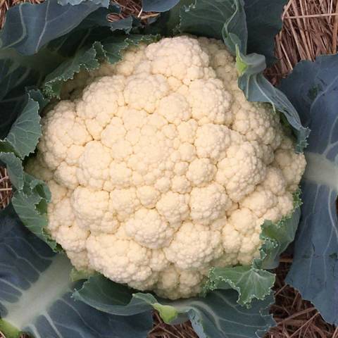  chou fleur de printemps environ 500 g
