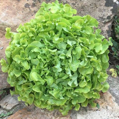 Feuille de chne verte