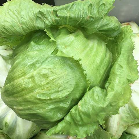 Iceberg