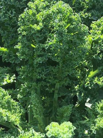 300 g de Chou Kale 
