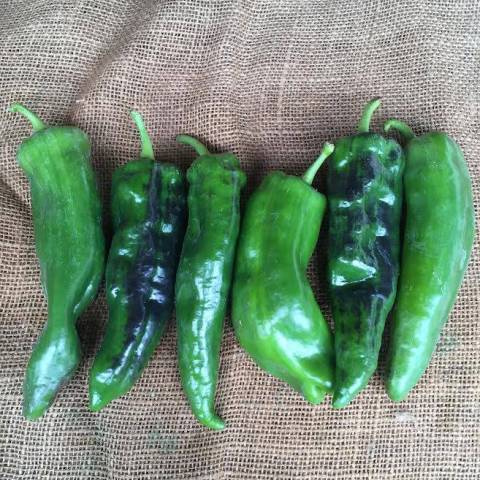 1 Kg de poivrons verts